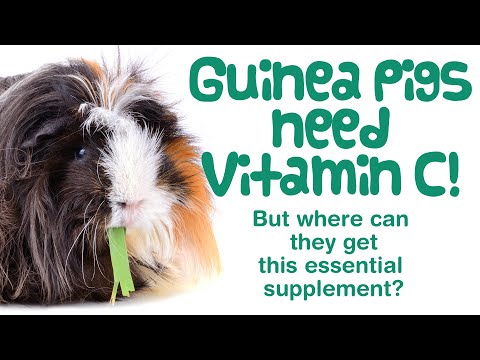 Video: Kekurangan Vitamin C Pada Babi Guinea