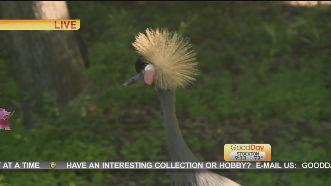 Black Crowned Cranes Pt. 2