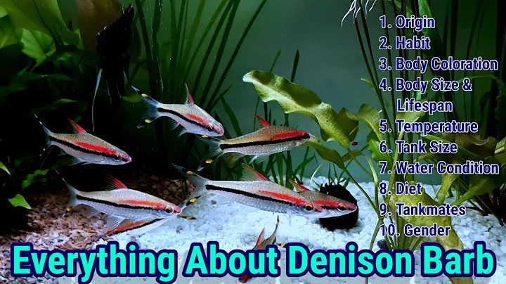 Everything About Denison Barb | Roseline Shark Car...