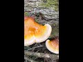 Sourcing Wild Reishi For Extracts