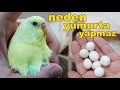 Muhabbet Kuşu Neden Yumurta Yapmıyor 14 Nedeni