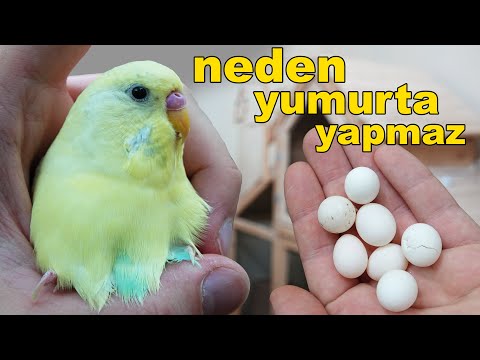 Video: Bir Kaplumbağa Bahçe Nasıl Bitki