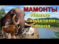 Вечная мерзлота. Мамонты. Немые свидетели потопа.