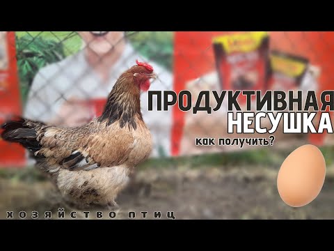ПРОДУКТИВНАЯ НЕСУШКА |