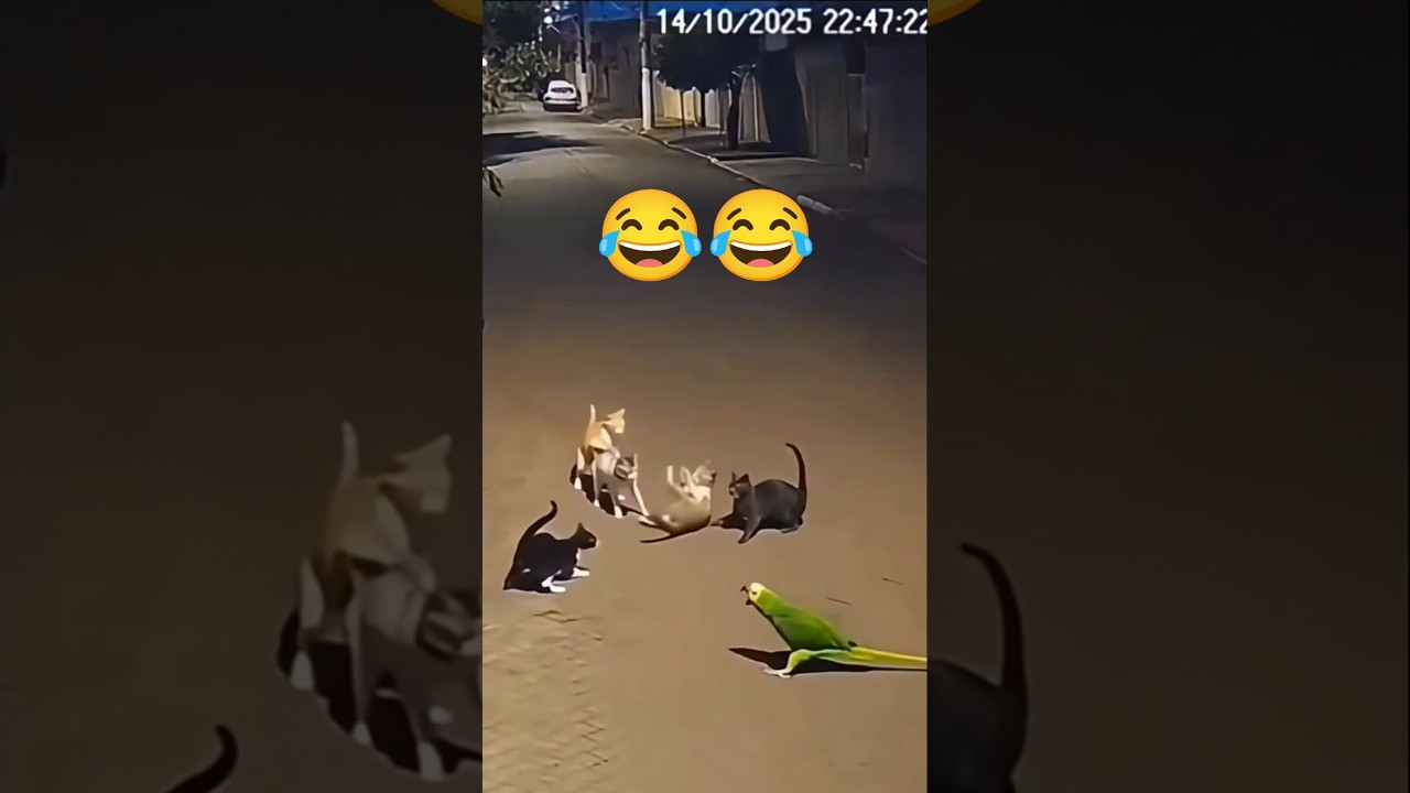 🦜 Parrot Stops Cat Fight Like a Boss 😂 