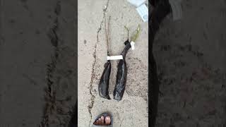 Последняя посылка от Гарденмарт Казахстан: полное видео распаковки
