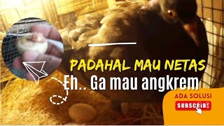 🔴 padahal telur merpati mau menetas tapi merpati tidak mau mengeram