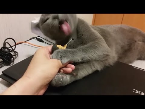 室伏ばっかり咬んで、手を咬んでくれない灰色猫 - YouTube