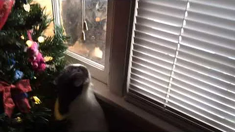 Our Cat versus Owl Moment