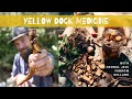 Yellow Dock Medicine (Rumex crispus)