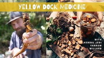 Yellow Dock Medicine (Rumex crispus)