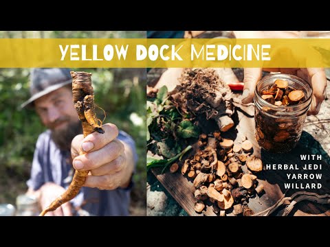 Vídeo: O que é Yellow Dock - Aprenda a cultivar ervas de Yellow Dock em seu jardim