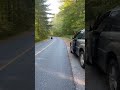 Man Faces Terrifying Black Bear Attack After Stepping Out of His Car 🐻🚨