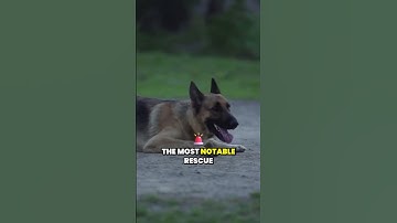 Real life stories of dogs saving lives in emergencies  #dogcoach #doglove #dogtraining #dog