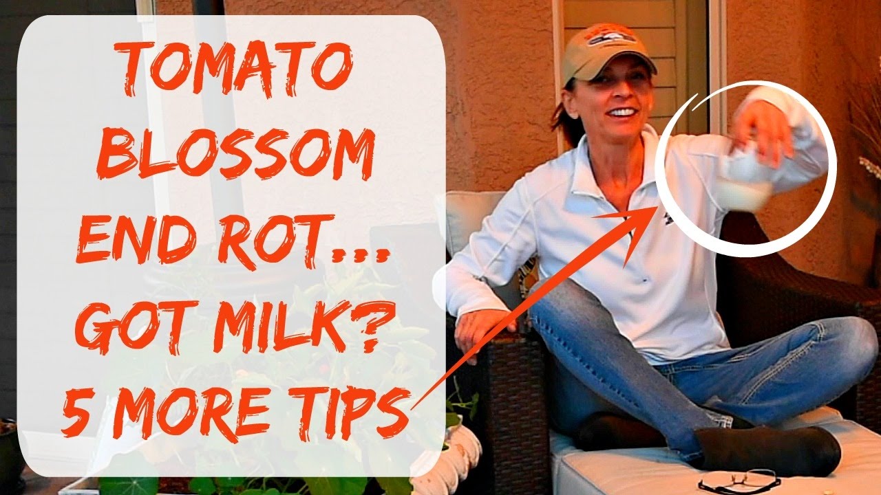 Treating Blossom End Rot On Tomatoes - How To Prevent Blossom End Rot