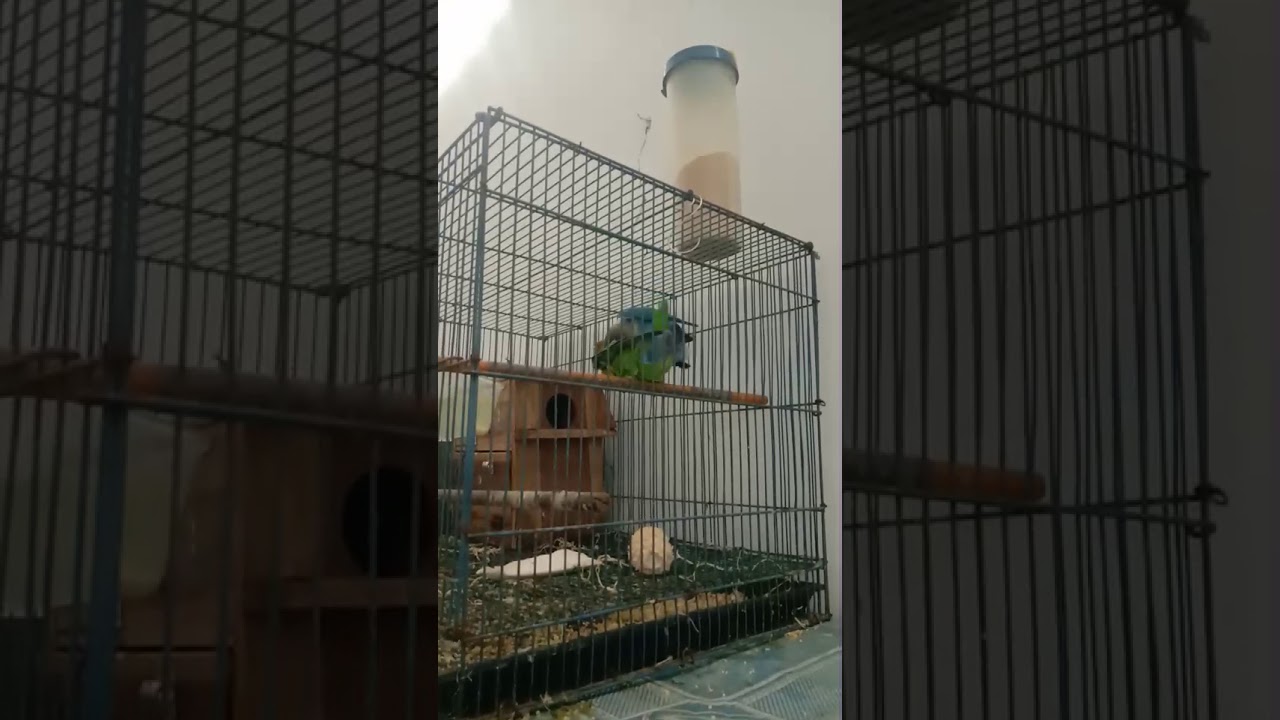 Proses kawin burung Lovebird setelah 1 mingu pengambilan anak 