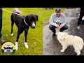 I&#39;m stunned every single time I see the dogs that were going to be put down | The Asher House