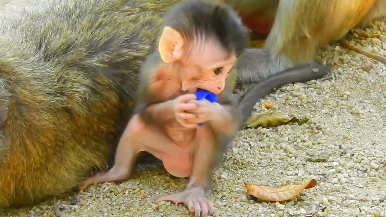 OMG! Top Viral Monkey Videos of 2025 – You Won't Believe It!