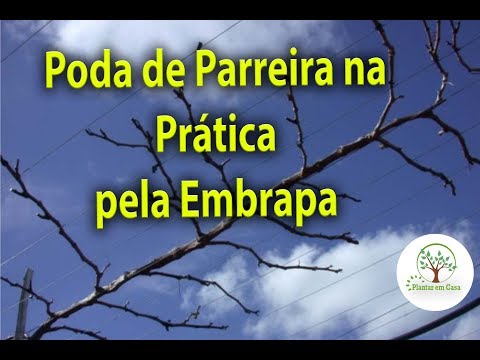 Vídeo: Poda de uvas Muscadine: Aprendendo a aparar uma videira Muscadine