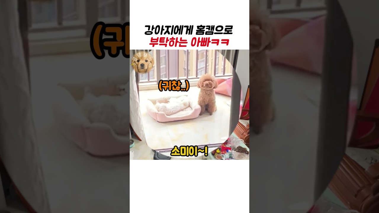 강아지에게 홈캠으로 부탁하는 아빠 ㅋㅋ #강아지 #동물 썸네일