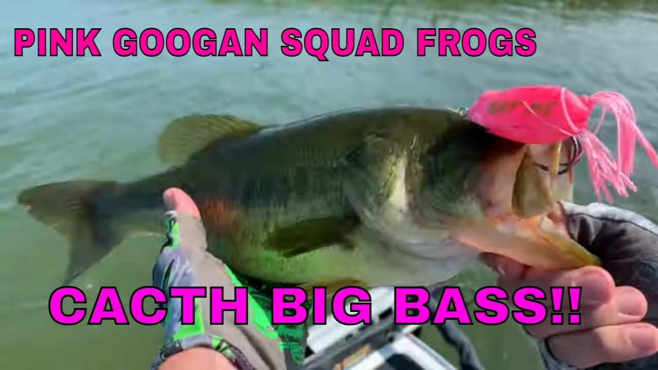 Catching BIG bass W/PINK GOOGAN SQUAD FROGS