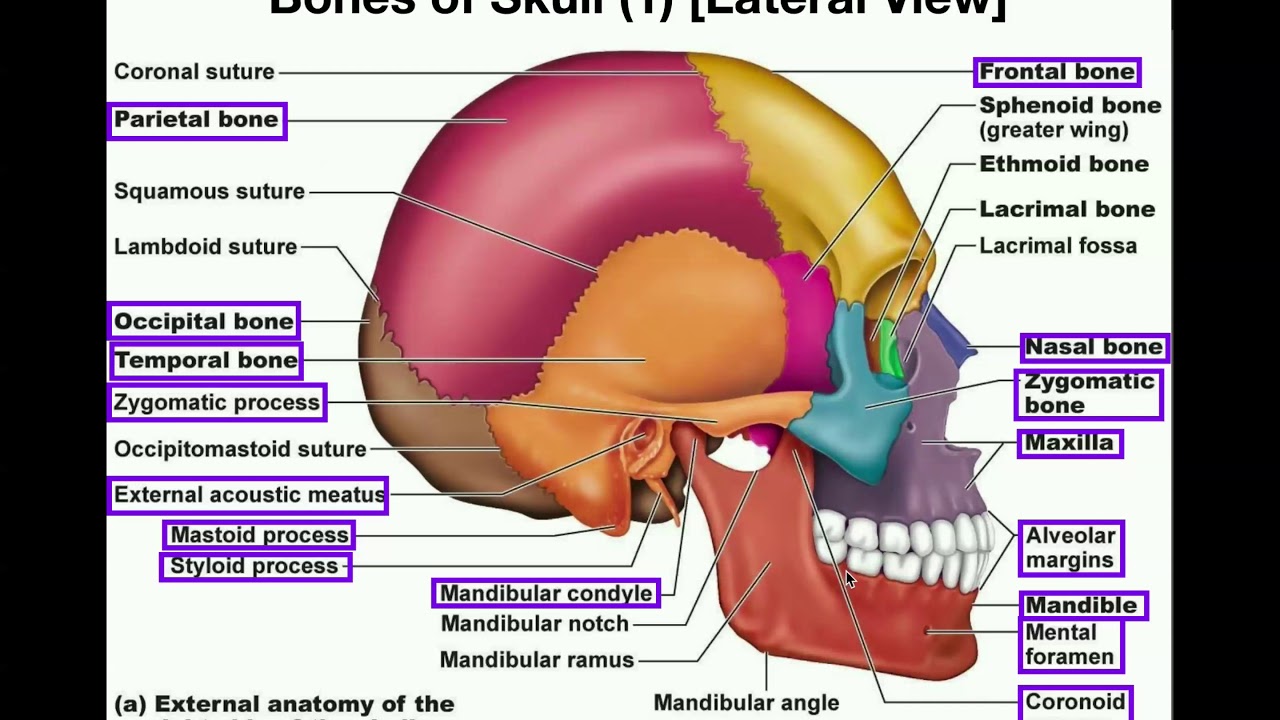 Back Of Skull Anatomy Skull Anatomy Cranial Bone And Suture Labeled Diagram Names Mnemonic 