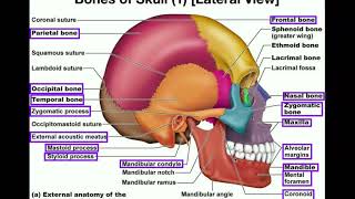 Anatomy | The Human Skull
