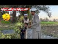 الفاصوليا بتاع الفاصوليا - ضحك للركب