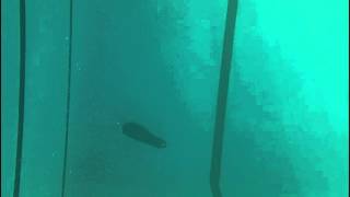 Celebrity Possible new swim PT video intro Profile