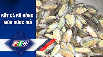 Bắt cá rô đồng mùa nước nổi | PTQ