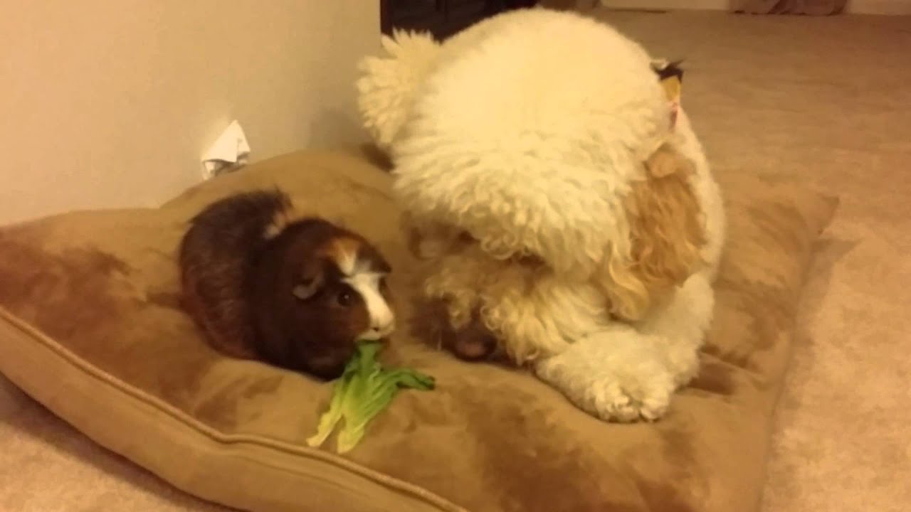How To Make Dogs Stop Fighting Over Food How To Make Dogs Stop Fighting Over Food