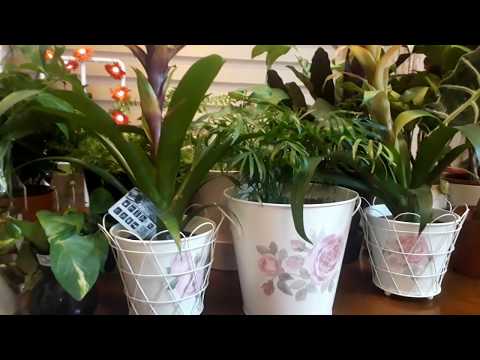 فيديو: نباتي المحفوظ بوعاء جاف جدًا - كيفية ترطيب نباتات الحاويات