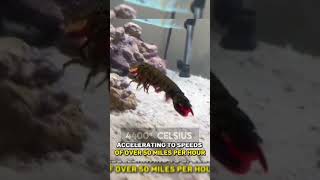 This Tiny Sea Creature Can Create Underwater Explosions! | Pistol Shrimp #facts