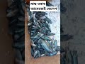 দেওবাৰৰ দিনটো এনেকৈ পাৰ কৰিলো।#shortsvideo #reelsvideo #assameseshortsvideos #assam #viralvideo