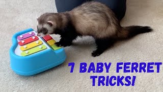 7 baby ferret tricks!