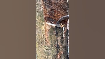 tools and techniques for taping rubber sap #shorts