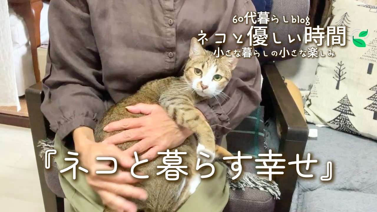 【56🍃】『ネコと優しい時間🍃』ネコと暮らす幸せ／ひな祭り／世界一のネコ