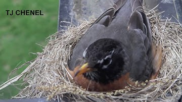 burung robin dan anaknya