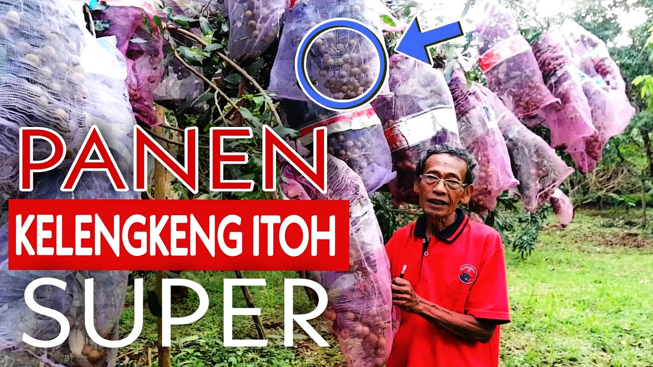 Kebun Kelengkeng Itoh Berbuah Lebat, 40 Pohon Milik Warga di Kalibagor