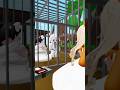 A story about a wedding on Roblox👰‍♀️#roblox #brookhaven #robloxshorts #fyp #viral