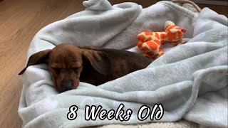 8 week old mini dachshund puppy