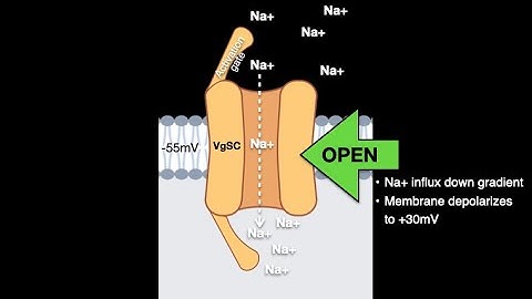 Voltage gated Na channels