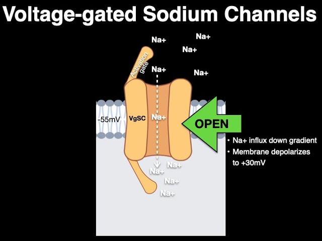 voltage gated ion channels animation