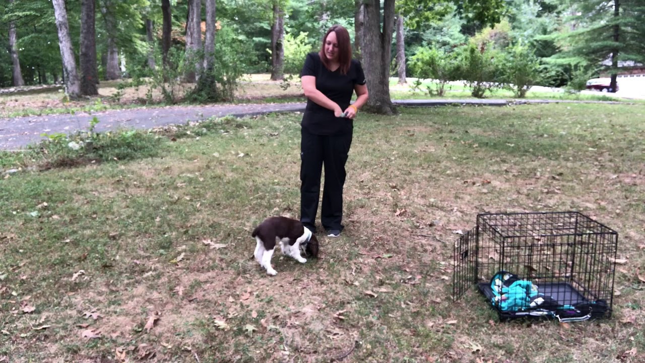 Blake - 3 weeks of training - 12 week old English Springer Spaniel