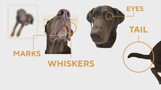 AI helping reunite lost pets with their owners