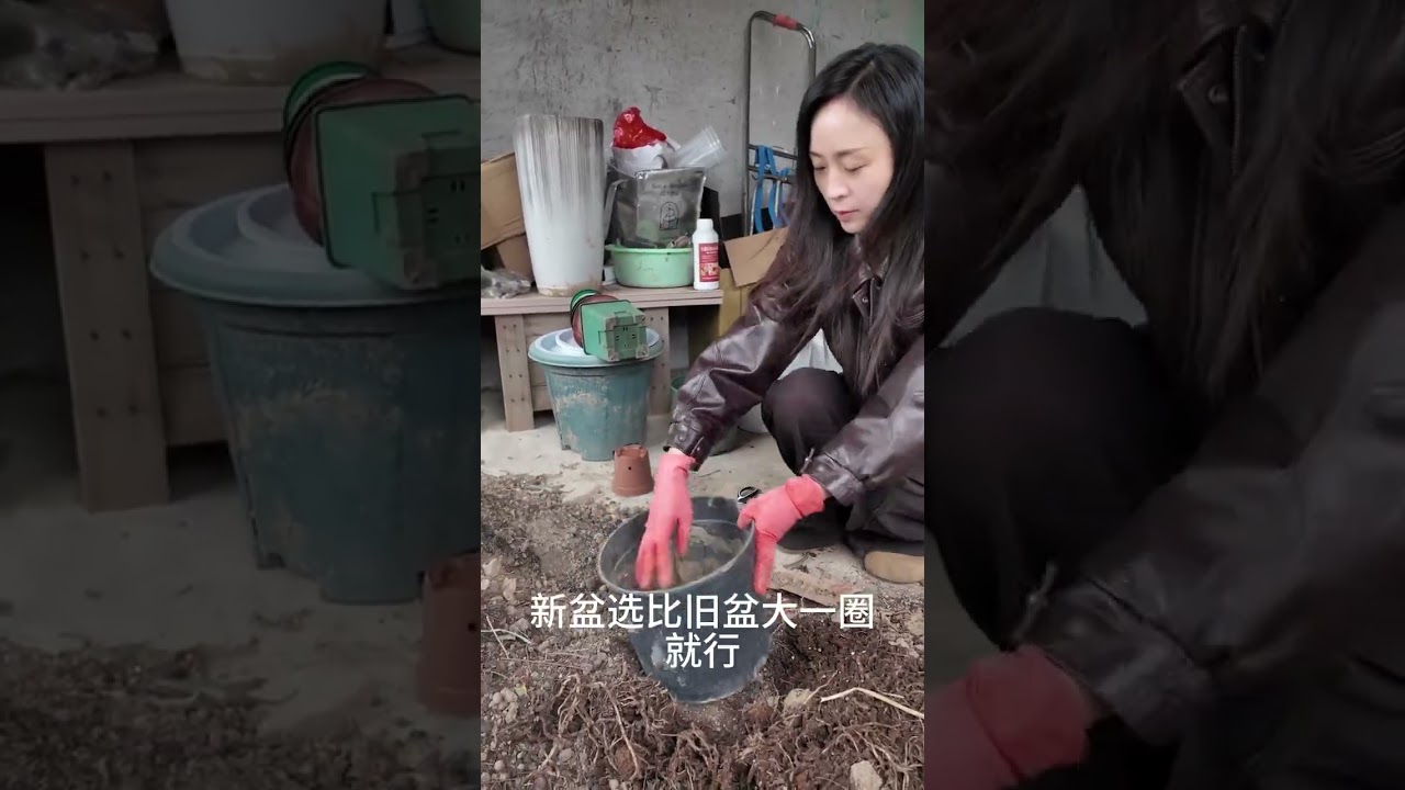 How to repot the turtle-back bamboo