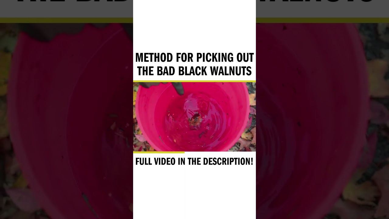 Method for picking out the bad Black Walnuts