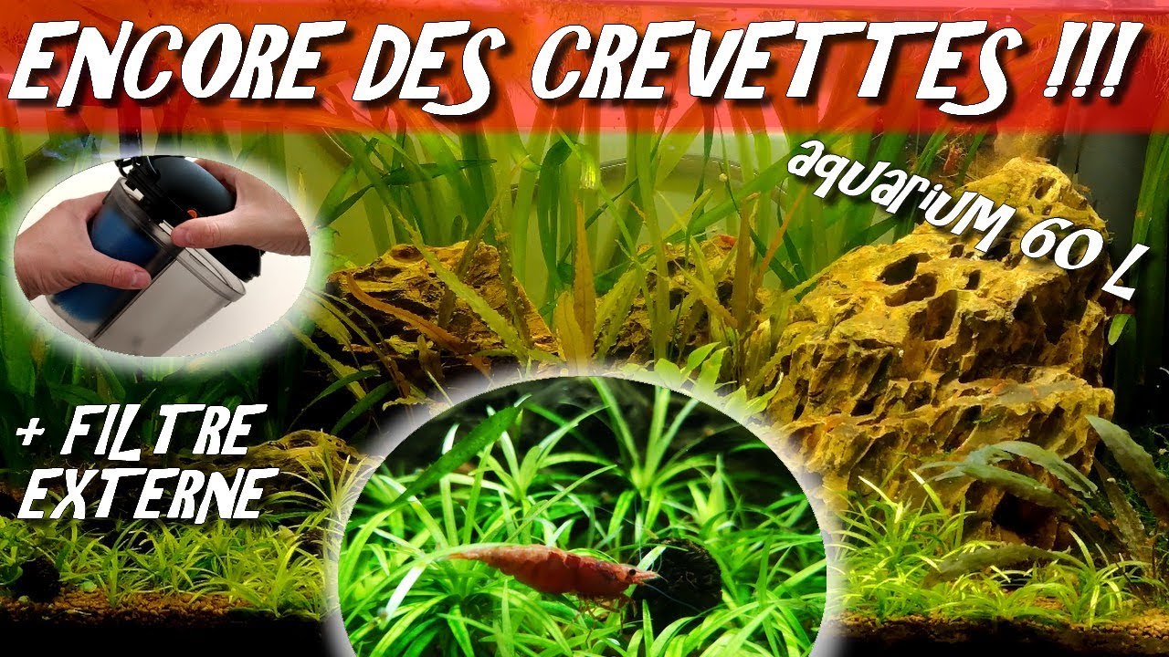 Filtre externe aquarium 60l au meilleur prix