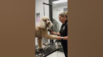 Best Boca Raton Vet Clinic