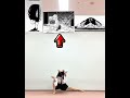 #新学期 #dance #ダンス #ダンス動画 #まんが動画 #cosplay